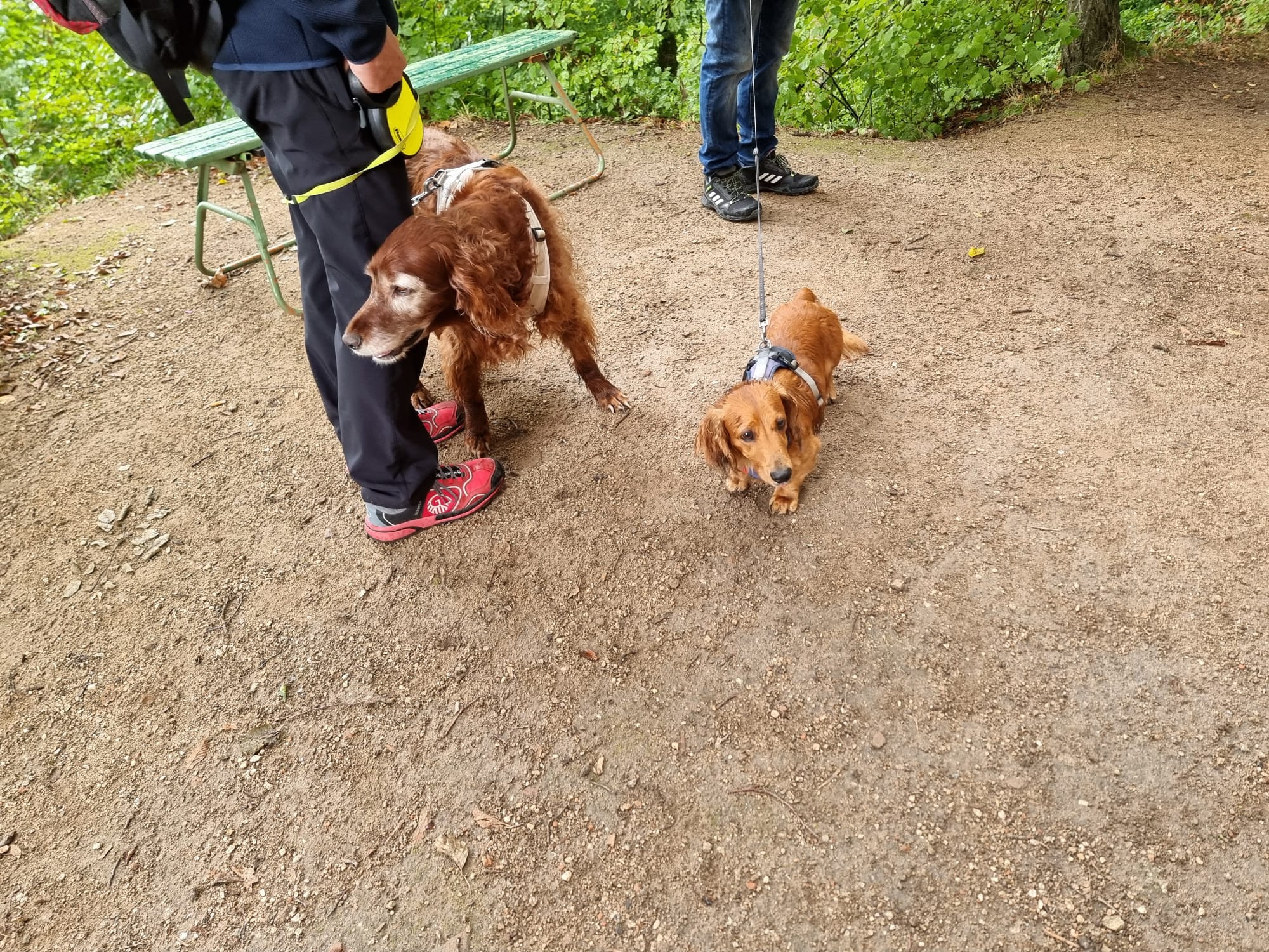 Vergrößerbares Bild